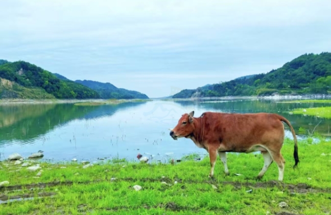临海杜桥溪口水库|原生态露营地，影视里“松弛感山野生活”的真实样本